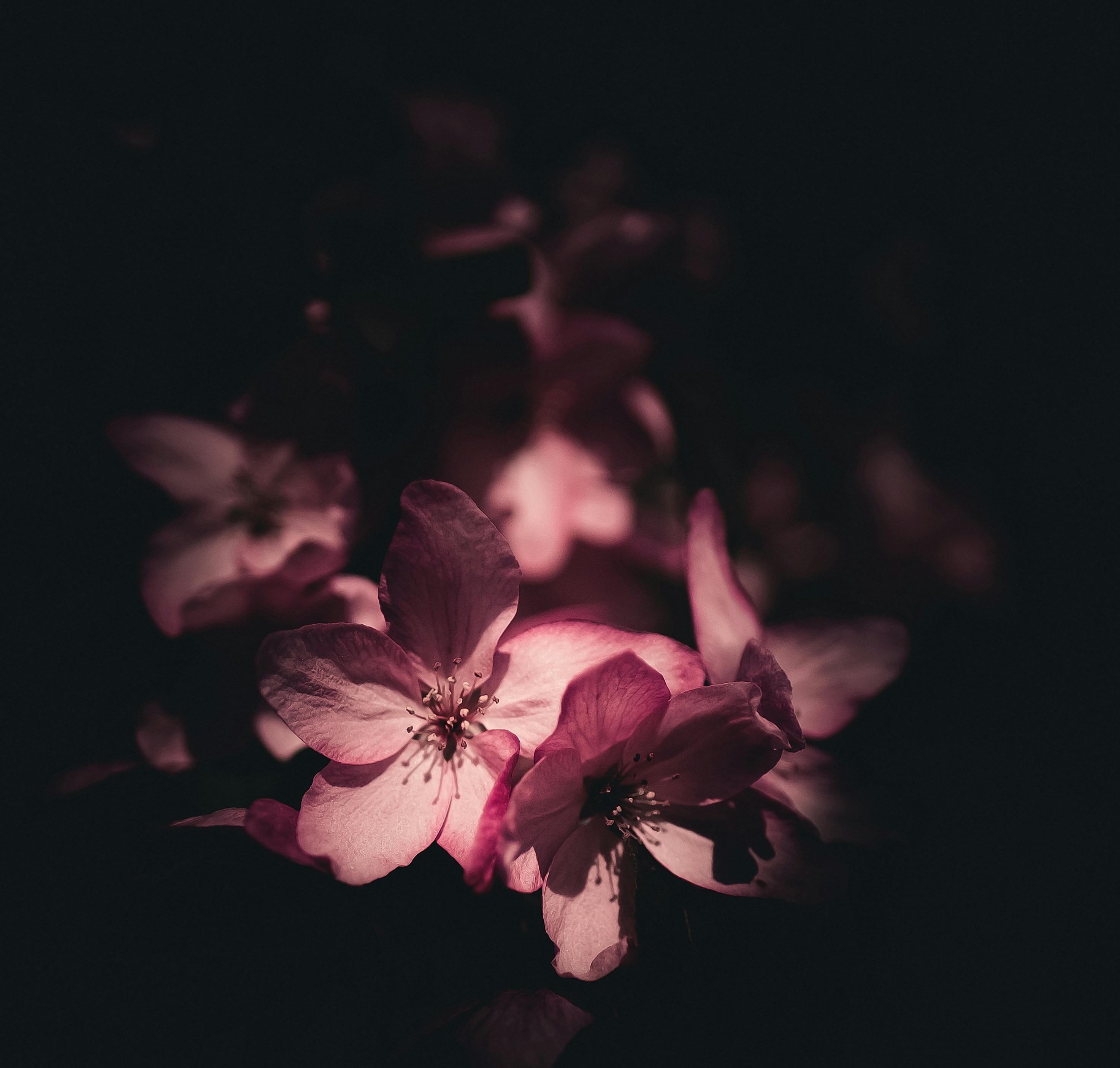 Sakura Night